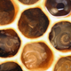 Illustration for article titled Honeybees reveal that evolution is stranger than you ever realized
